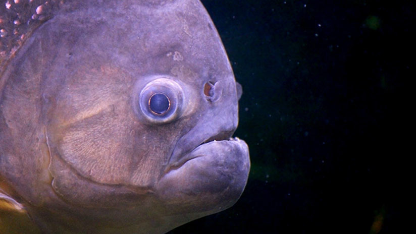 Hallan primera evidencia de contaminación plástica en peces del Amazonas