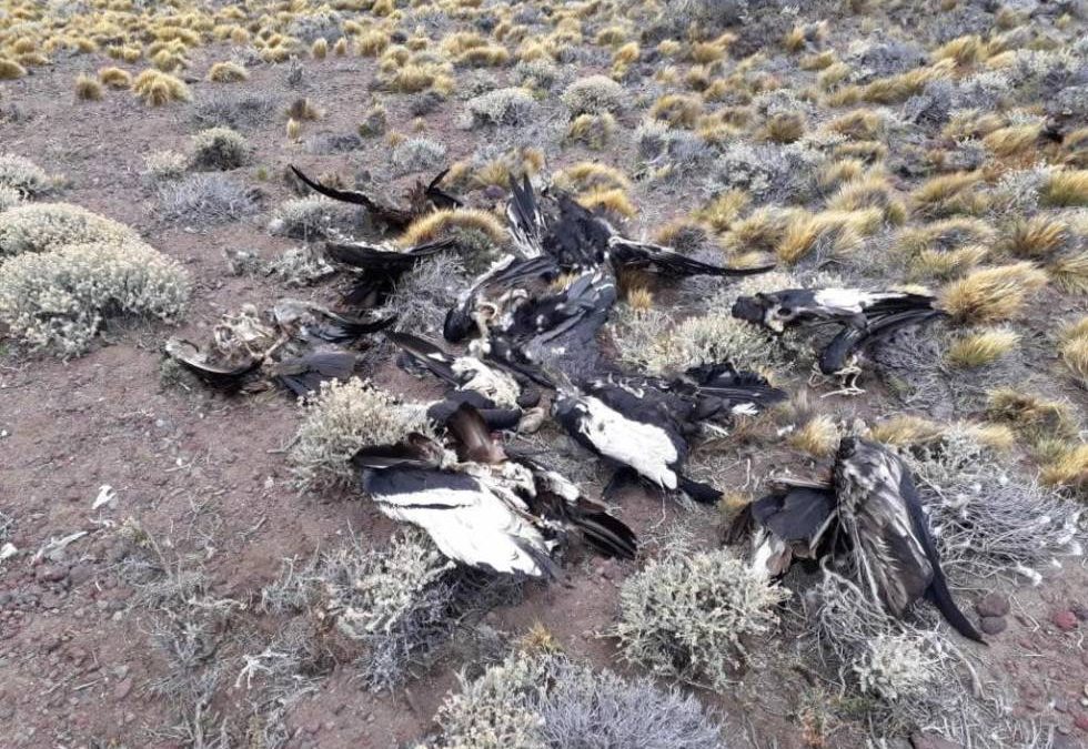 Los agroquímicos matan cóndores en Argentina