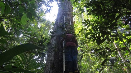 Los bosques amazónicos no logran adaptarse al veloz cambio climático