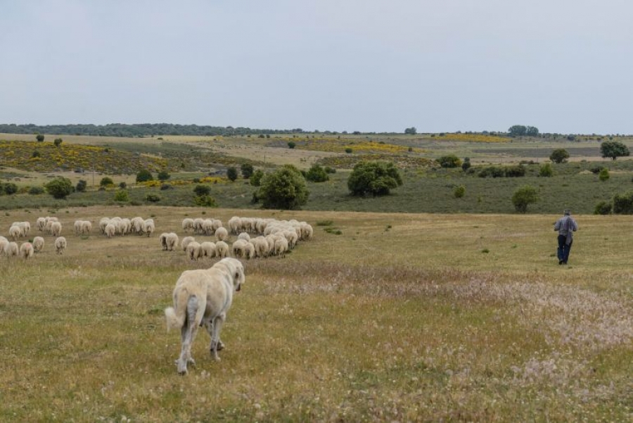 Estudian adaptación de la ganadería al cambio climático en el sur de Europa