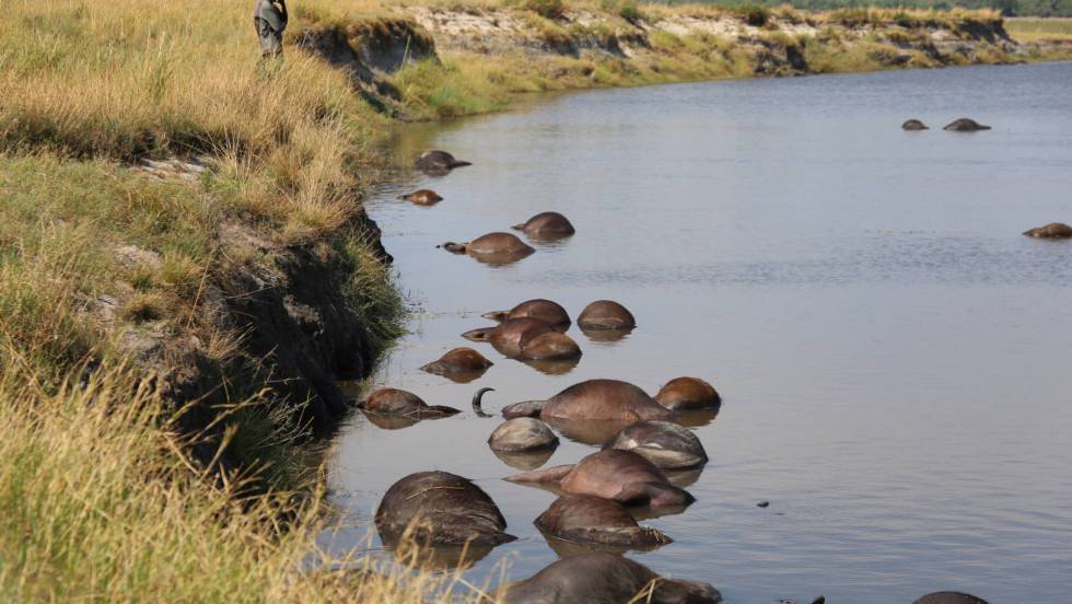 El extraño ahogamiento de 400 búfalos en la frontera entre Namibia y Botsuana