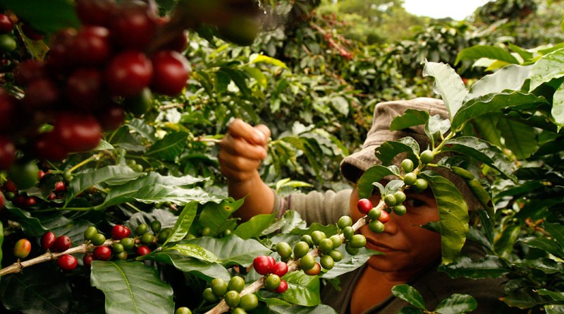 Formulan plan para reactivar sector del café