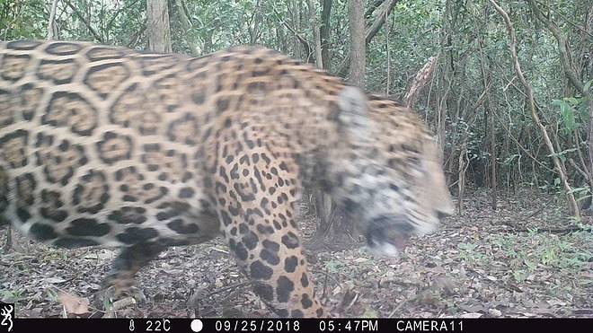 Primer registro fotográfico de yaguareté en el Parque Nacional Río Pilcomayo