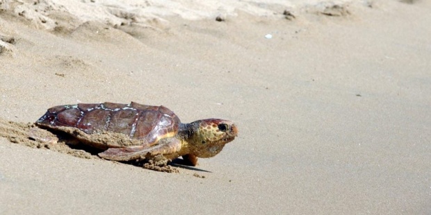 Argentina: plásticos y residuos afectan a tortugas marinas rescatadas