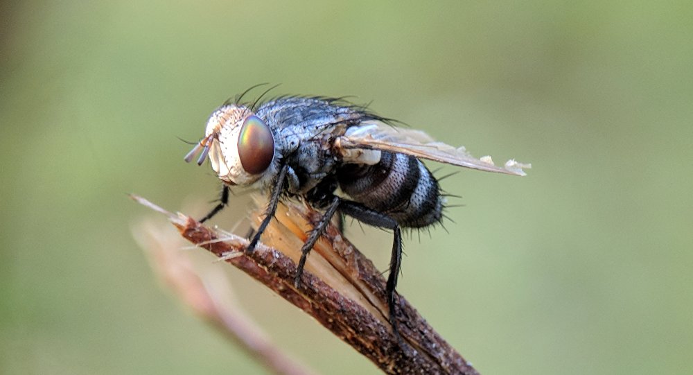 El insecto que mantiene el equilibrio ecológico de la Tierra