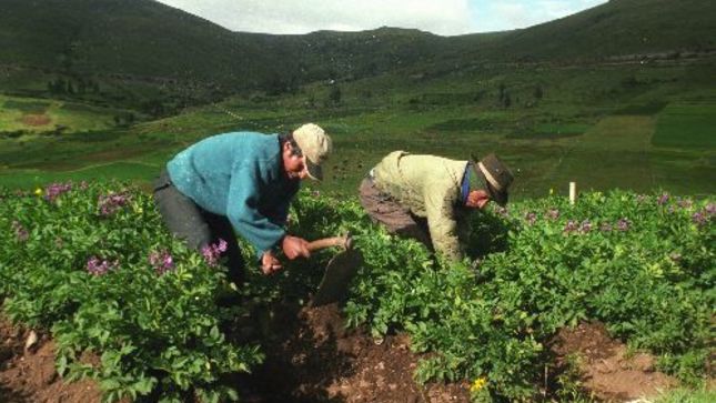 Perú: El sector agropecuario creció durante el 2018