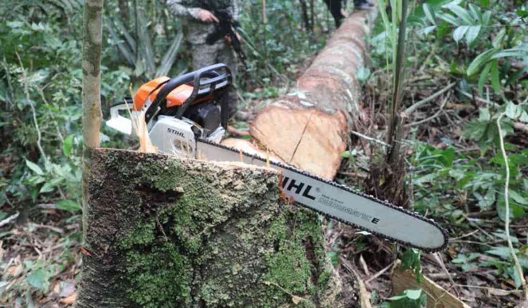 A correr por los bosques colombianos