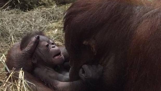 Identifican varias especies de árboles resistentes al cambio climático