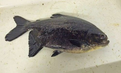 Acuicultura y veterinaria: las resistencias se propagan