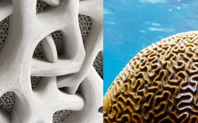 Volvo instaló una “pared marítima viviente” para combatir la contaminación y promover la biodiversidad