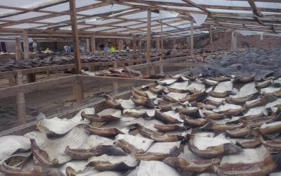Empresa de comida a domicilio se adhiere al compromiso de WWF