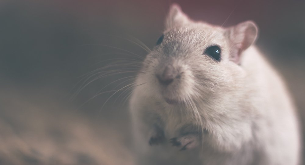 Plan para erradicar roedores en Galápagos