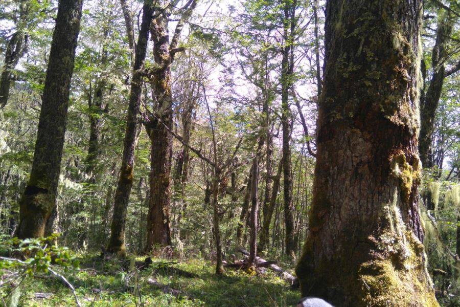 Cambio climático hace subir la temperatura en los bosques de Aysén
