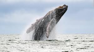 Drones asisten en un estudio sobre ballenas