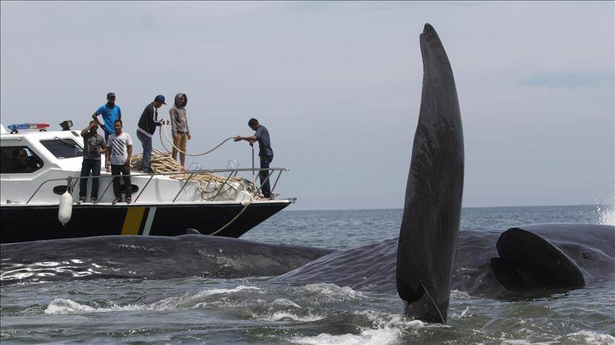 Ballenas, en la mira: amplían cuota de caza hasta 2023