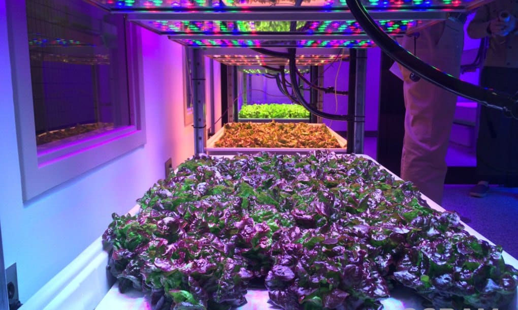 Iluminación LED podría permitir cultivar verduras en el espacio
