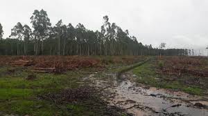 Chaco: Declararon la emergencia forestal y foresto industrial