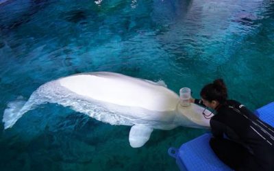 Estudian la tolerancia al cambio climático de las vulnerables belugas