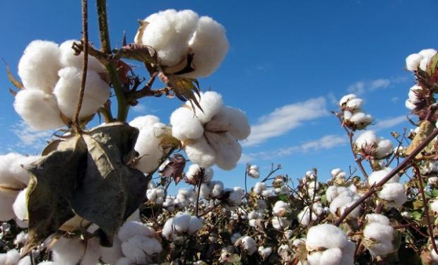 Argentina: Aprueban un nuevo evento biotecnológico en algodón