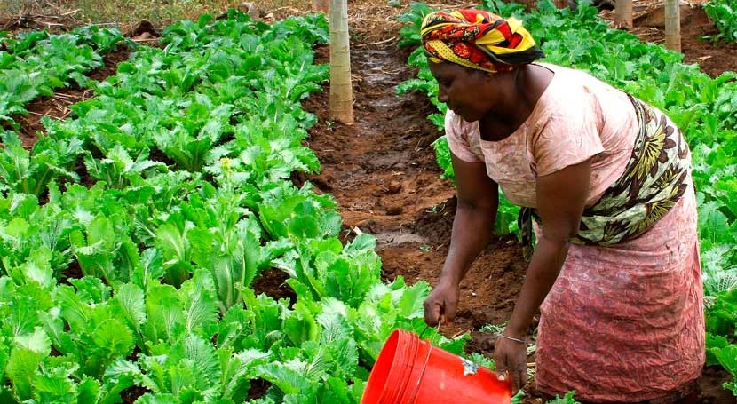 Cambia la concepción de la agricultura en Etiopía
