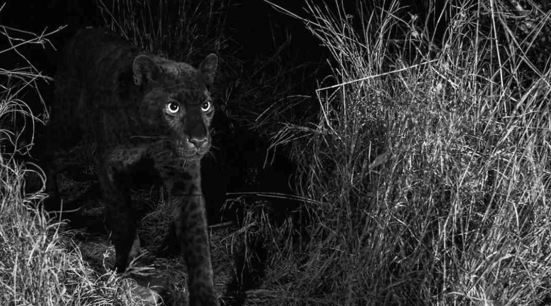 Después de un siglo reaparece el leopardo negro en África