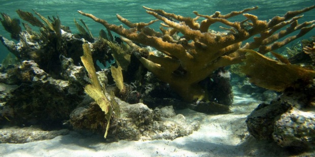 En el Caribe mexicano, la mortandad de corales recrudece la crisis del sargazo