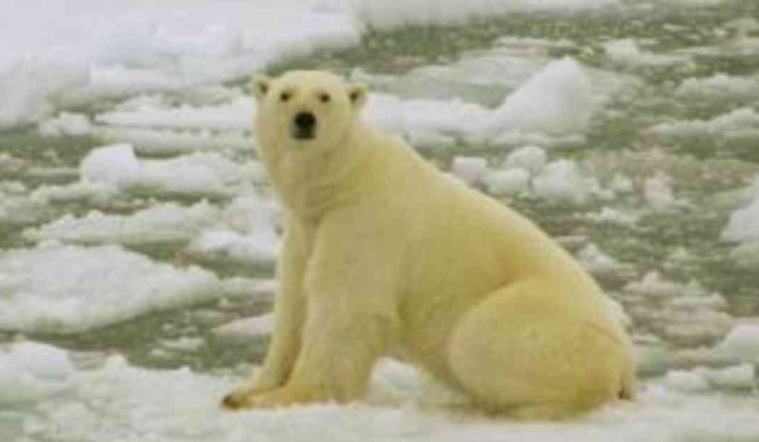 Estado de emergencia en islas de Rusia por osos polares que huyen del cambio climático
