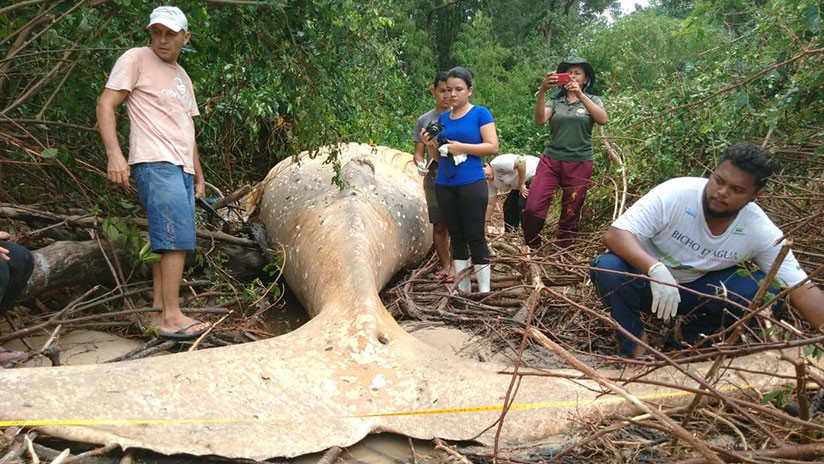 Encontraron muerta a una ballena en medio del Amazonas