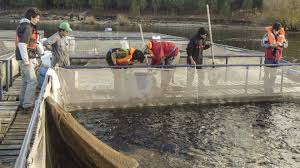 Dos empresas apuestan a la producción de truchas en la región límite entre Río Negro y Neuquén