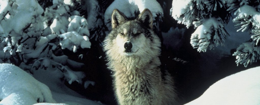 Militares en Alemania están ayudando a que los lobos regresen a su hábitat natural