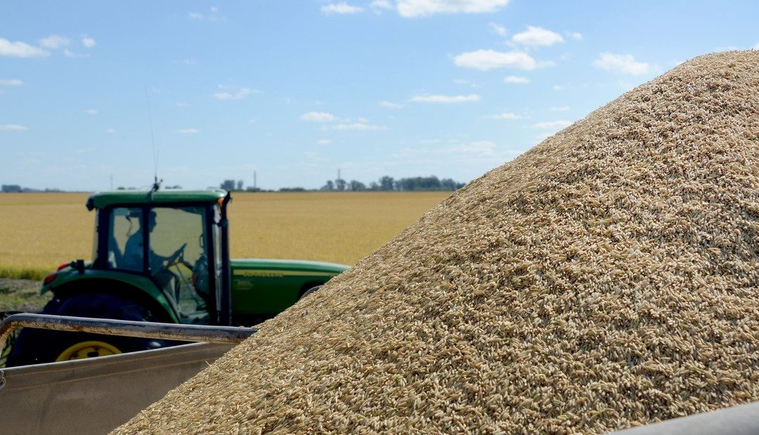 La producción de arroz, en crisis por las inundaciones