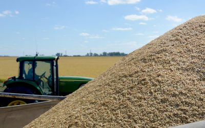 La producción de arroz, en crisis por las inundaciones