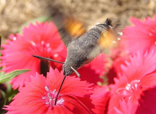 Un 40% de especies de insectos se enfrenta a la extinción en décadas