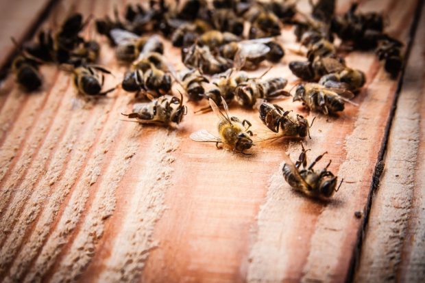 Francia prohíbe los plaguicidas relacionados con la muerte de las abejas