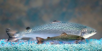 El futuro de la ingeniería genética para mejorar el crecimiento en la acuicultura