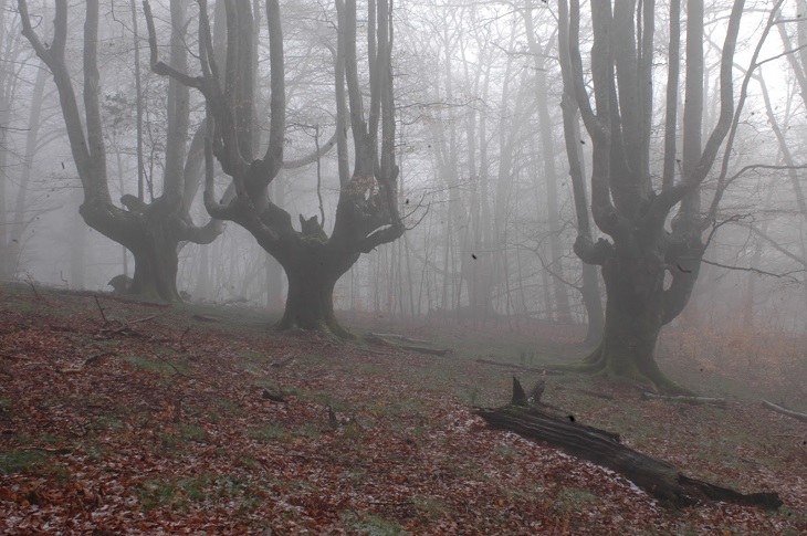 Navarra organizó una salida para conocer los árboles trasmochos de Leitza