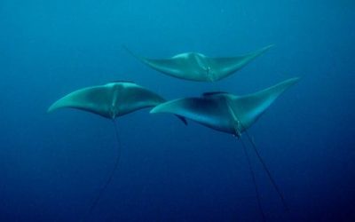 España lidera un proyecto para conservar a tiburones y rayas