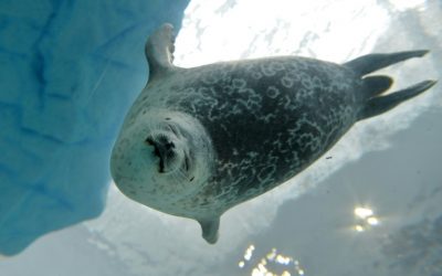 Focas y ballenas del Ártico modifican su dieta por el cambio climático, según estudio