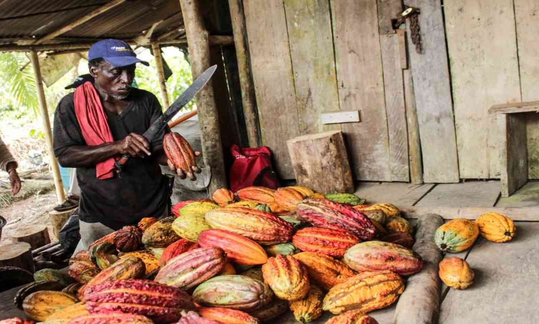 Cacao, una alternativa contra la deforestación