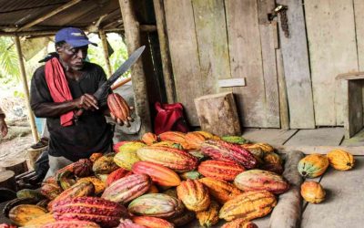 Cacao, una alternativa contra la deforestación