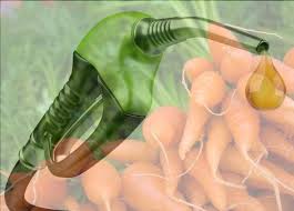 Crean biocombustibles y suplementos dietarios a partir de desechos de zanahoria
