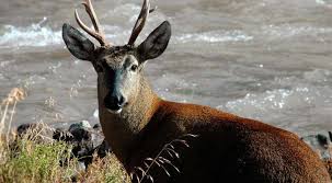 Un acuerdo para ayudar a la Fauna barilochense