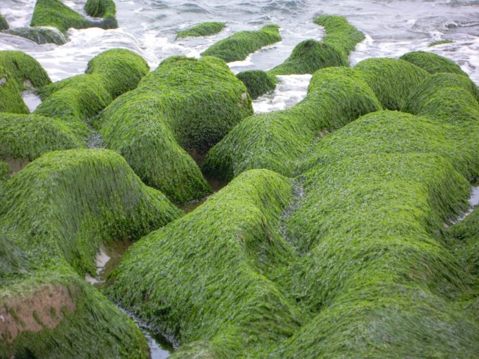 Las algas, una especie en extinción por el cambio climático