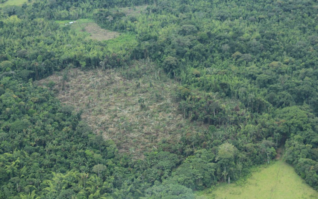 Sigue en aumento la deforestación en Colombia