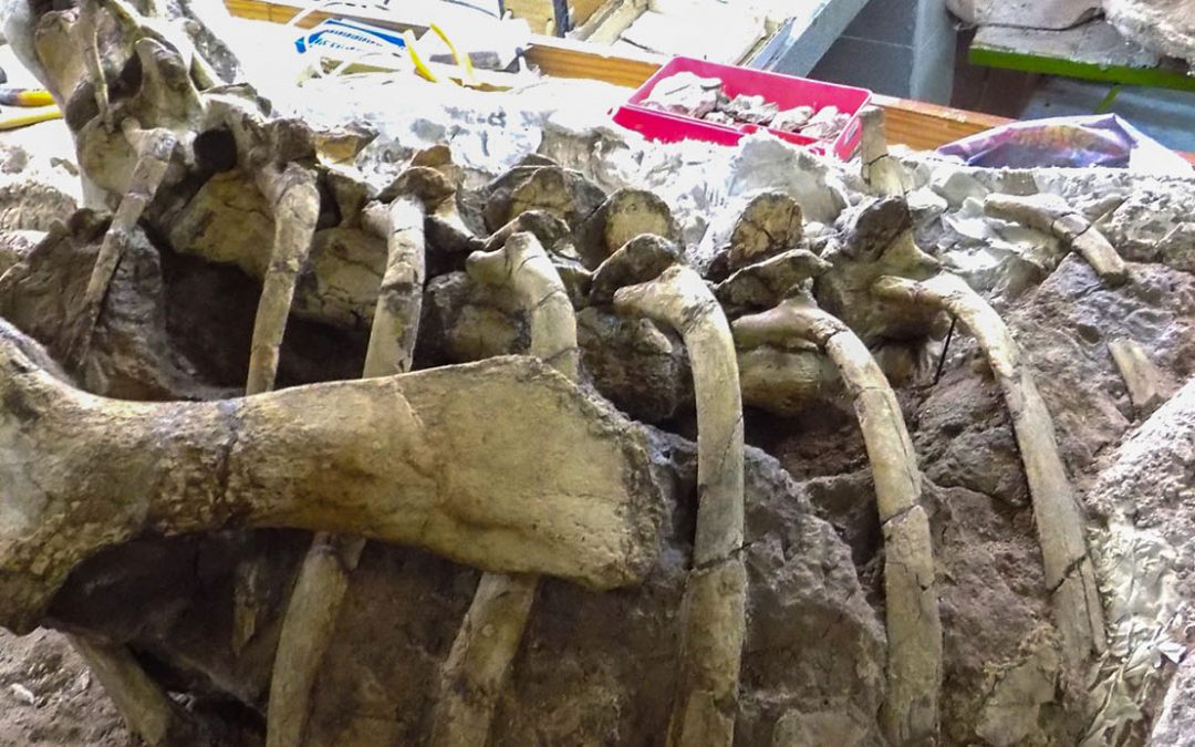 Presentarán el hallazgo de nueva especie de dinosaurio ornitópodo en Neuquén