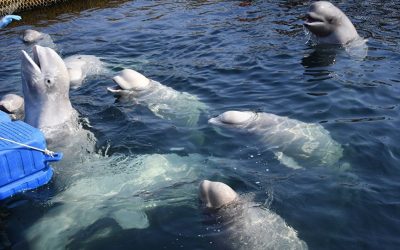 Un centro de recuperación de mamíferos marinos se abrirá en el Lejano Oriente ruso