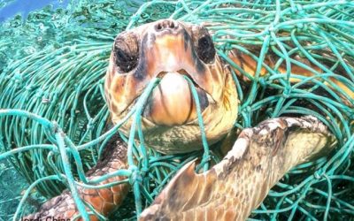 WWF pide un acuerdo global contra los plásticos