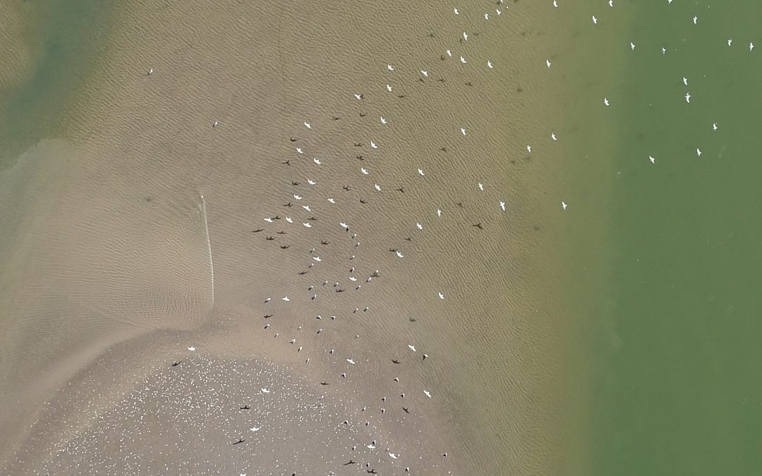 150 científicos de Mar del Plata investigan el impacto del hombre en el ecosistema costero