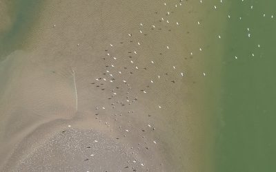 150 científicos de Mar del Plata investigan el impacto del hombre en el ecosistema costero