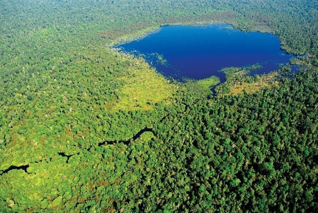 Los bosques tropicales, ecosistemas terrestres más vulnerables al cambio climático